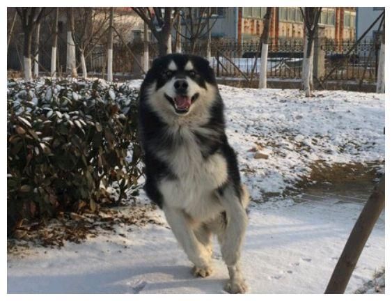 盘点：6种常见的小型犬，看看有没有你家狗狗？