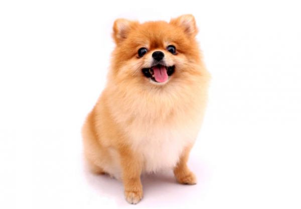 博美犬