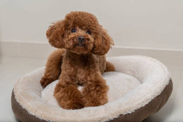貴賓犬