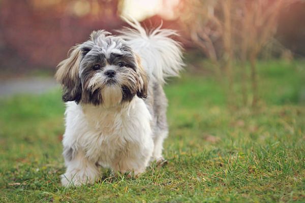 西施犬