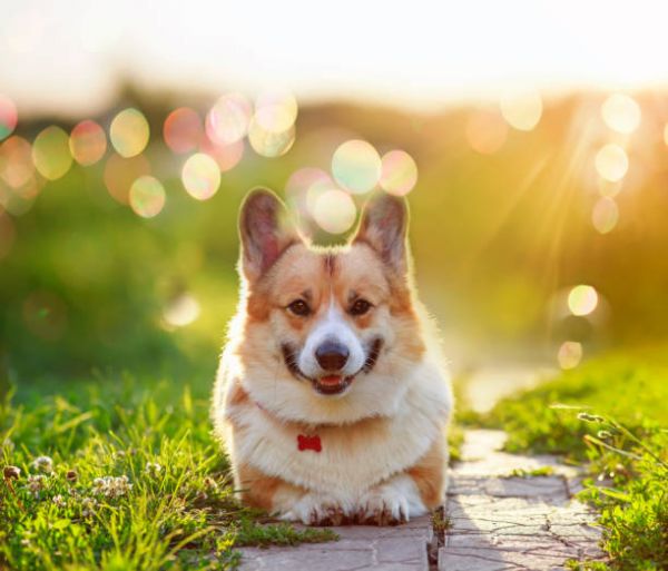 柯基犬