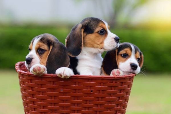 比格犬