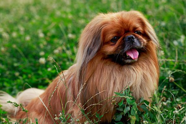 京巴犬