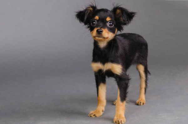 俄羅斯玩具犬
