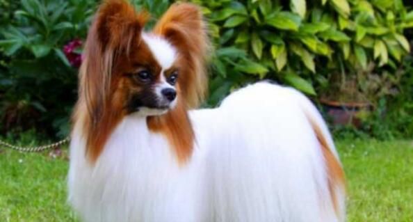 小型犬智商排名大揭秘！（认识最聪明的小型犬，让你的宠物变聪明！）