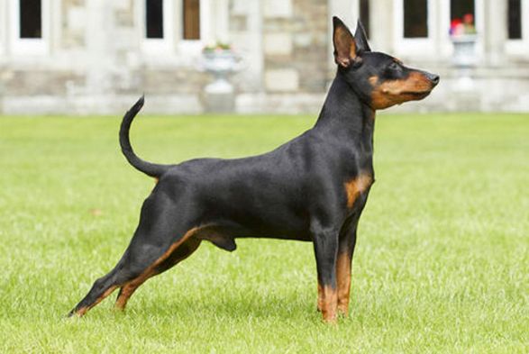 这6种小型犬超“凶”，喜欢咬人，有孩子家庭别养