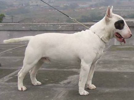 这6种小型犬超“凶”，喜欢咬人，有孩子家庭别养