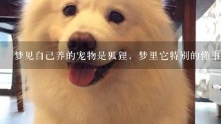 梦见自己养的宠物是狐狸，梦里它特别的懂事，听话，甚至与我的沟通很默契。