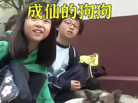 #流浪猫救助 #救助流浪动物 #流浪动物救助