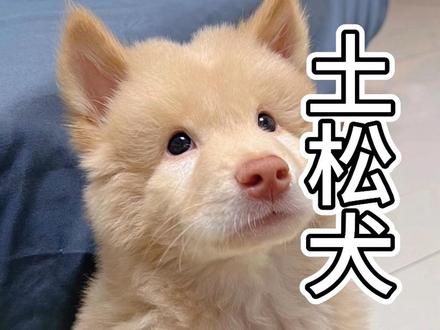 中华田园犬之土松犬，中国自己的萨摩耶。#土松犬 #中华田园犬 #白土松 #中国本土犬种 #黄土松