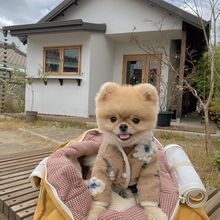 INS新款韩国秋冬保暖羊羔毛呢花朵马甲外套狗狗毛衣 宠物保暖衣服