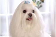 想要一只飘逸的“长发披肩”宠物狗？马尔济斯犬是你的不二之选！