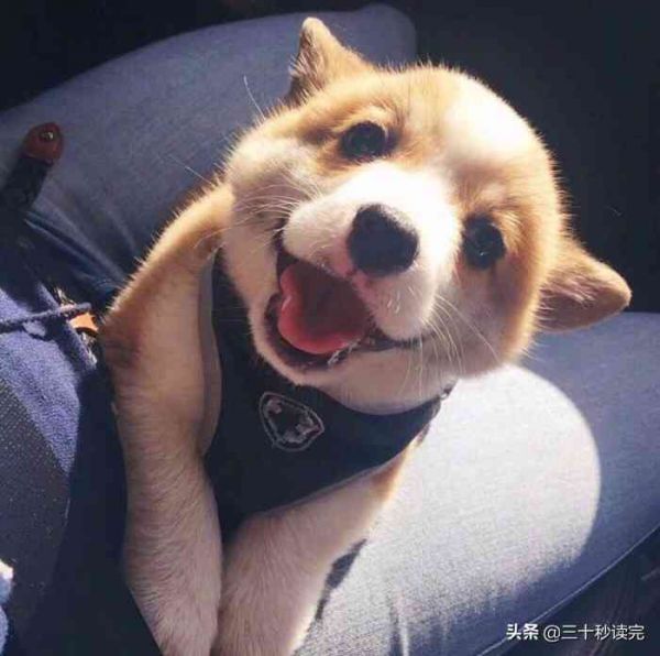 全方位宠物犬文案攻略：涵养狗必备知识、训练技巧与日常护理指南