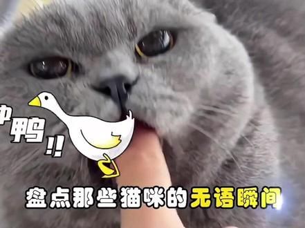 此刻想养猫的心情达到了顶峰！ 谁家好人的猫戏这么多？#猫咪 #动物的迷惑行为 #谁能拒绝傻憨憨的小猫咪 #萌宠 #傻猫的日常