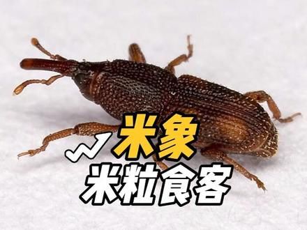 米象 #米象 #我的微观世界 #动物科普