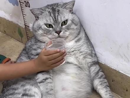 你见过这么大的猫咪吗？它不仅体型庞大，而且性格还十分温顺 #萌宠出道计划 #猫咪的迷惑行为 #这小猫谁养谁不迷糊啊 #萌宠日常记录 #铲屎官和他的主人