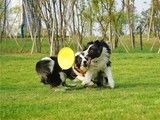 北京西城正规宠物训练学校-训犬电话