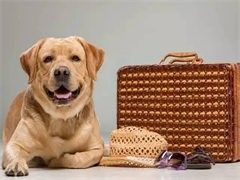 北京上门纠正训犬-诚信保障