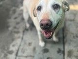 亚运村暑假宠物寄养托管猫猫狗狗单独散养长期包月寄养看护可接送