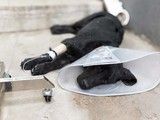 北京专业宠物医生上门出诊,犬猫绝育,打疫苗