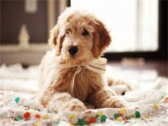 北京大兴宠物定点大小便训练-宠爱多训犬学校