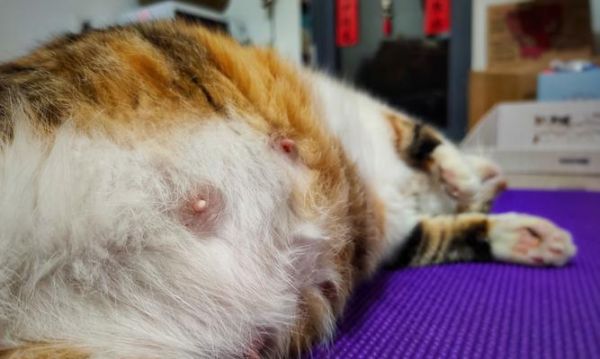 猫咪怀孕期间的护理（保持健康）