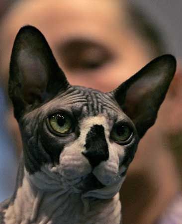 组图:稀有的斯芬克斯猫