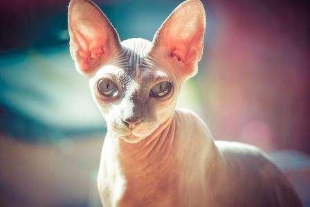 猫界“狮身人面神兽”，最稀有的猫种之一，全身无毛，却备受欢迎