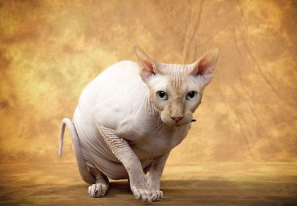猫界“狮身人面神兽”，最稀有的猫种之一，全身无毛，却备受欢迎
