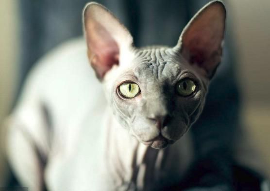 猫界“狮身人面神兽”，最稀有的猫种之一，全身无毛，却备受欢迎