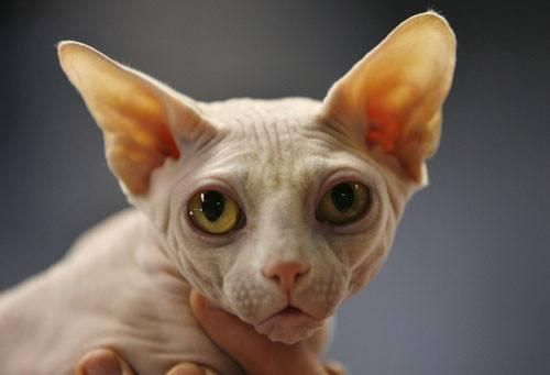 猫界“狮身人面神兽”，最稀有的猫种之一，全身无毛，却备受欢迎