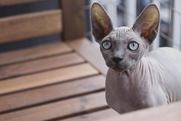 猫界“狮身人面神兽”，最稀有的猫种之一，全身无毛，却备受欢迎
