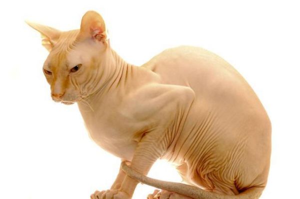 猫界“狮身人面神兽”，最稀有的猫种之一，全身无毛，却备受欢迎