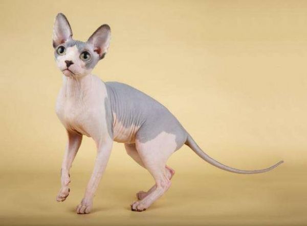 猫界“狮身人面神兽”，最稀有的猫种之一，全身无毛，却备受欢迎