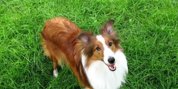 如何给宠物喜乐蒂犬挤肛门腺？（详细步骤教你轻松完成，让宠物健康更加快乐）