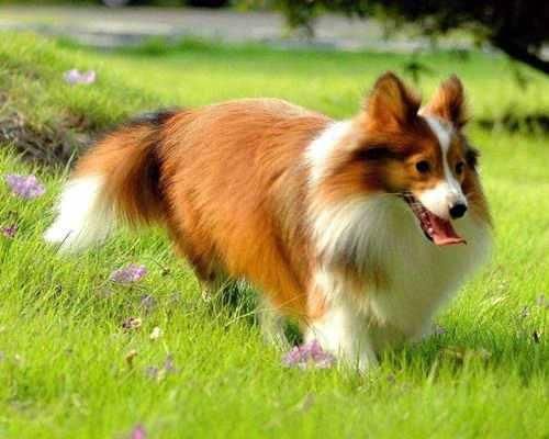 如何给宠物喜乐蒂犬挤肛门腺？（详细步骤教你轻松完成，让宠物健康更加快乐）
