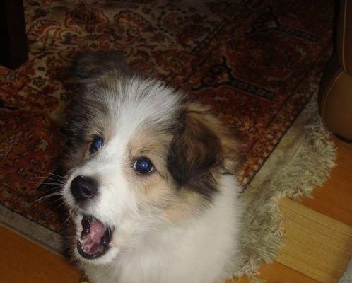 如何给宠物喜乐蒂犬挤肛门腺？（详细步骤教你轻松完成，让宠物健康更加快乐）