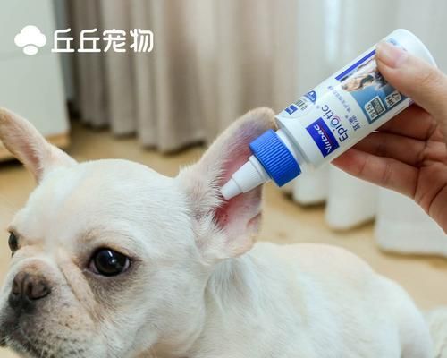 狗狗全身痒怎么办（全面解析狗狗全身痒的原因及治疗方法）