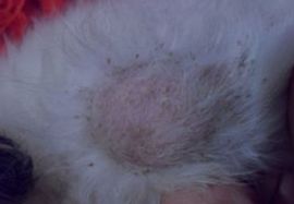 狗狗有皮屑怎么办？用什么药？