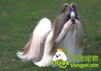 狗狗
