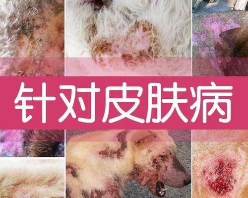 让你的爱犬告别皮屑困扰（有效清除狗狗皮屑的方法及护理技巧）