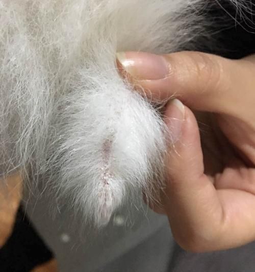 狗狗皮肤白色鳞片皮屑问题解决方案（宠物爱护）
