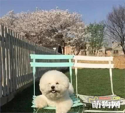 比熊身上有皮屑，主人应该如何处理？