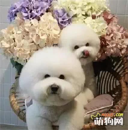比熊身上有皮屑，主人应该如何处理？