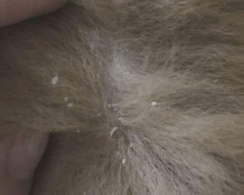 狗狗有皮屑？教你狗狗皮屑的缘故及解决方式