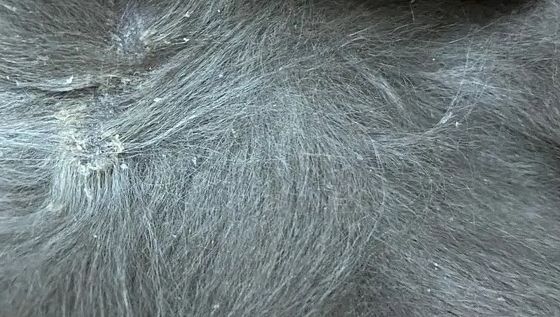 猫咪身上有皮屑怎么办？如何处理？