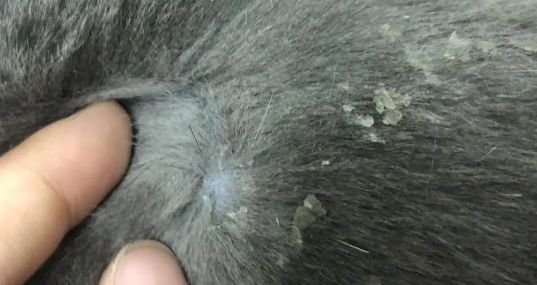猫咪身上有皮屑怎么办？如何处理？