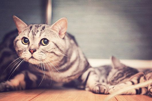 养猫要做好的心理准备 你知道吗