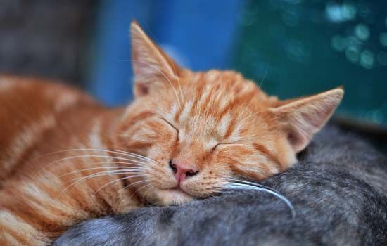 养猫要做好的心理准备 你知道吗