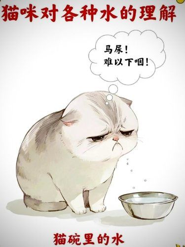 猫咪对各种水的理解